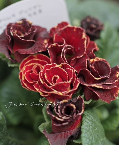 <i>Primula juriana hybrid</i><BR><BR>�ץ��顦�ϥ��֥�å�<BR>���֥�󥬿���