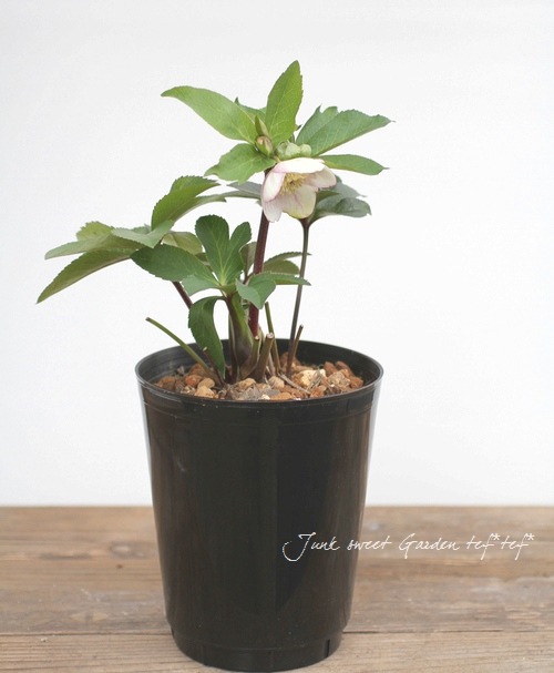 大和園 佐藤さん作出 Br クリスマスローズ 開花株 5号鉢 Br パステリッシュストレイン No 1 Flower Species クリスマスローズ Junk Sweet Garden Tef Tef 大和園 佐藤さん作出 Br クリスマスローズ 開花株 5号鉢 Br パステリッシュストレイン No 1 Flower Species クリスマスローズ Junk Sweet Garden Tef Tef