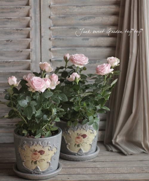 開花期が長い！ミニバラ 『インフィニティ・ピンク』 | すべての商品