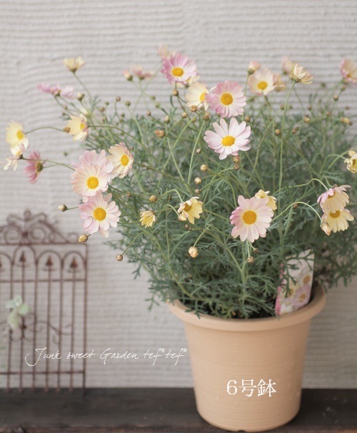 <i>Argyranthemum frutescens����Spring Bouquet��</i><BR><BR>���Ѥ�ꤹ��ޡ�����åȡ�<BR>�إ��ץ�󥰥֡�����