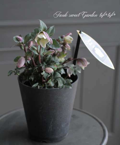 シックなピンク色 クリスマスローズ 『ピロエット』 | すべての商品