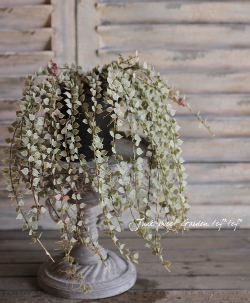 *Dischidia bengalensis<BR> 'variegata'.*<BR><BR>������Υߥꥪ��ϡ��Ȥο��<BR>�ǥ������ǥ����إХꥨ��������