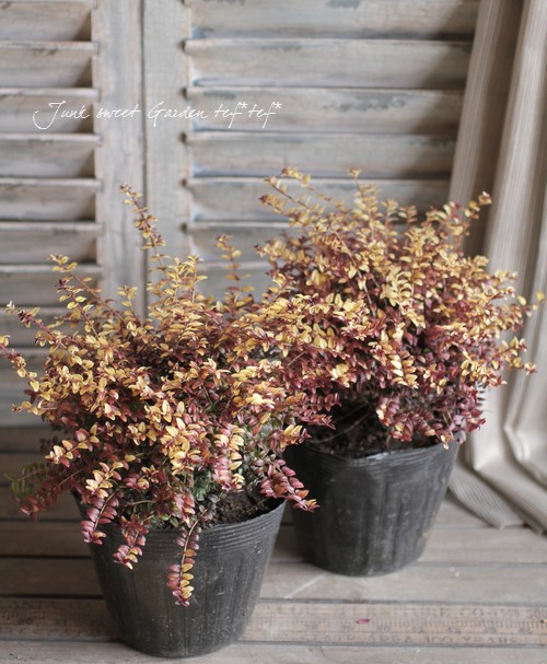 ニナファームゼログラビティリペアニードル2個