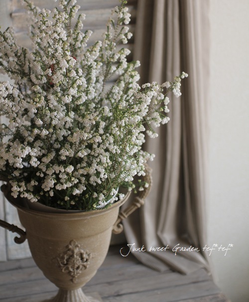 Erica formosa.<BR><BR>�ݤäƤ�Ȳİ�������<BR>�إ�����󥨥ꥫ��