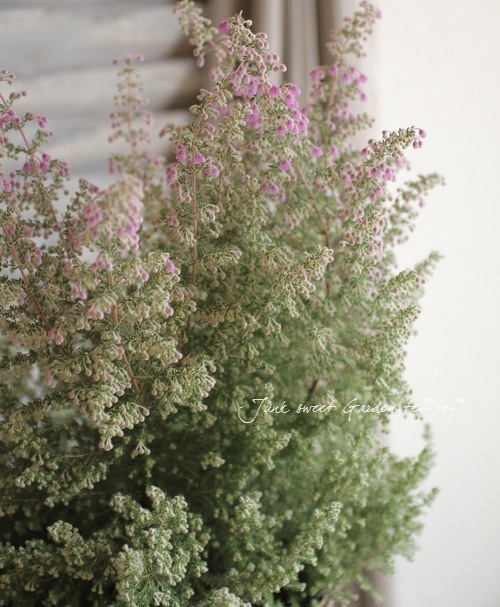 Erica <BR>chamissonis<BR><BR>���ꥫ �إ���ߥ��˥���