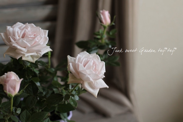 ���¥������ο��ʼ�ߥ˥Х� �إ����ࡼ��١�����