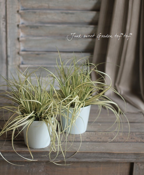 �ڴ��տ�ʪ�� ����å��� �إ��С�������ɡ� �إ٥����饹��