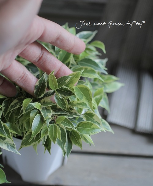 Ficus benjamina<BR><BR>����������ƥꥢ���꡼��<BR>�ơ��֥륵�����Υ٥󥸥�ߥ�<BR>�إ�֥꡼��