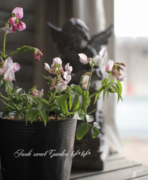 <i>Perennial sweet pea</i><BR><BR>�������ɺ������ȥԡ�<BR>�إ饷�饹���ԥ󥯡�