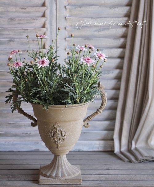 Argyranthemum frutescens<BR><BR>ゲブラさんのマーガレット<BR>ノヴォ