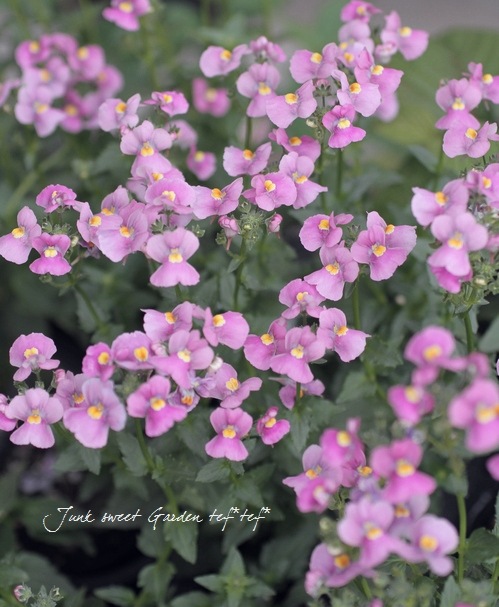 Nemesia caerulea<BR><BR>åͿ<BR>ɺͥ᥷ͥ<BR>إԥ󥯡