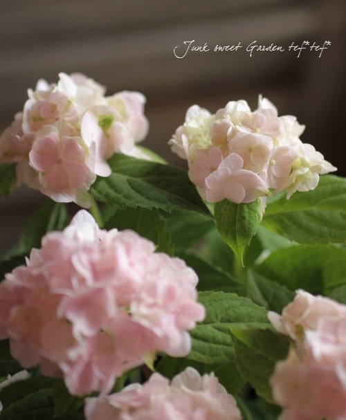 Hydrangea serrata<BR><BR><BR>ذͽҼޤ
