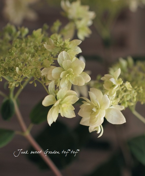 八重咲きアナベル・紫陽花 『ヘイズ・スターバースト』 | すべての商品