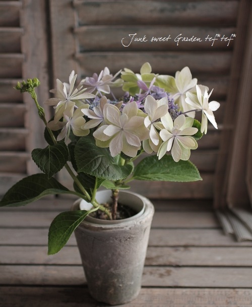 Hydrangea<BR><BR>寄せ植えにも＾＾<BR>色変わりする紫陽花<BR