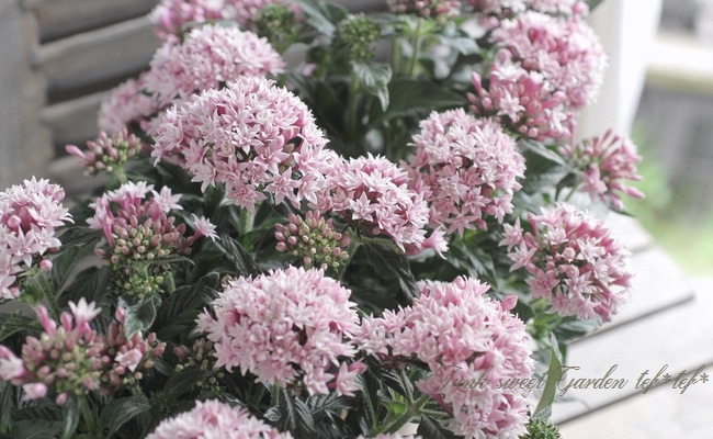 暑さが大好き！ペンタス 八重咲きライカ 『ホワイトパール』 | すべて