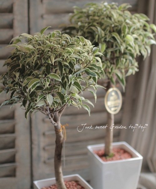 i>Ficus benjamina</i><BR><BR>希少！インテリアグリーン<BR>フィカス