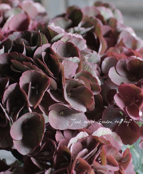 秋色紫陽花❤ドライ❤北海道産❤ブルー❤ボルドー❤アジサイ❤リース❤スワッグ 楽天市場】紫陽花 スワッグの通販 秋色紫陽花❤ドライ❤北海道産❤ブルー❤