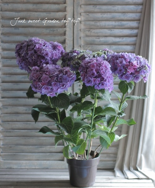 素敵に色付き始めた<BR>八重咲き秋色紫陽花<BR>『ポジーブーケ