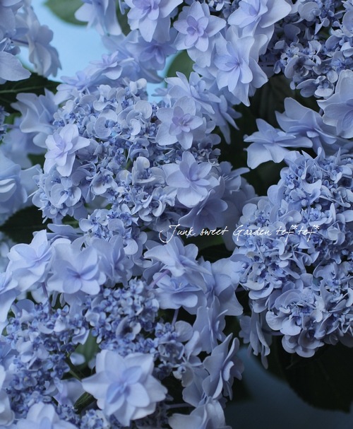 ♡ももページ♡紫陽花ウェディングブーケgreen&white♡ アジサイ：ウェディングブーケ3.5号ポット の通販 | 園芸ネット