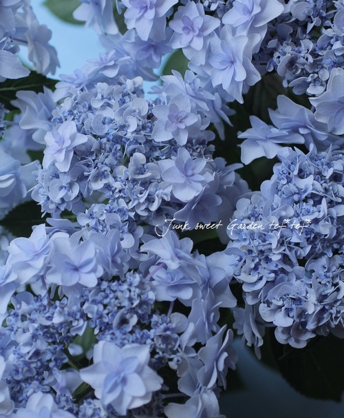 Hydrangea<BR><BR>в־Գ४ꥸʥ۲<BR>إǥ󥰥֡