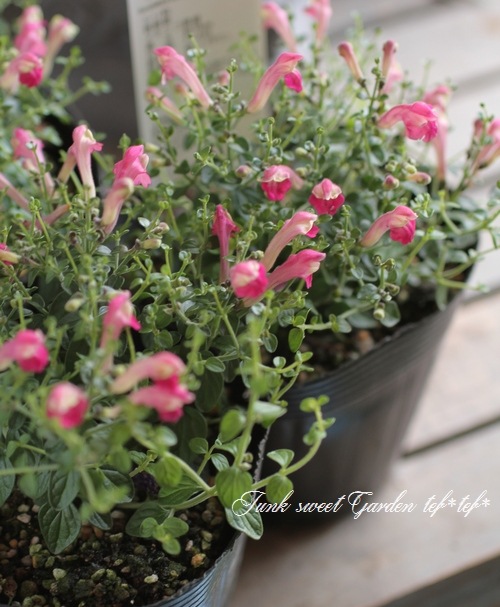 �����ƥ�ꥢ��Ωϲ�� ���إ����꡼�����륭��åס�