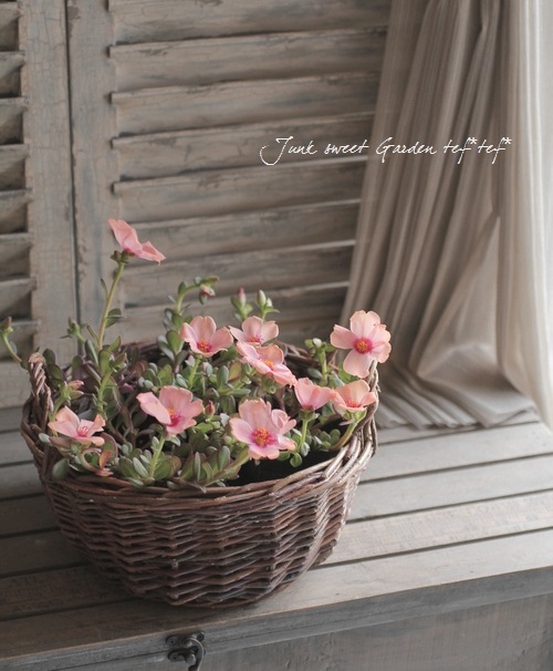 大輪咲きポーチュラカ サーモンピンク すべての商品 Junk Sweet Garden Tef Tef