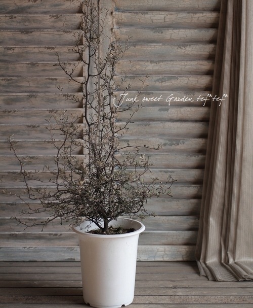 <i>Corokia cotoneaster </i><BR><BR>ȥͥ<BR>إ磻䡼