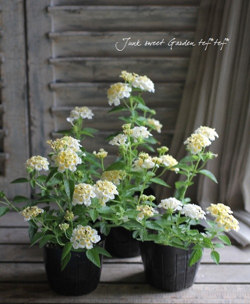 <i>Lantana camara</i><BR><BR>󥿥<BR>إ&ۥ磻ȡ