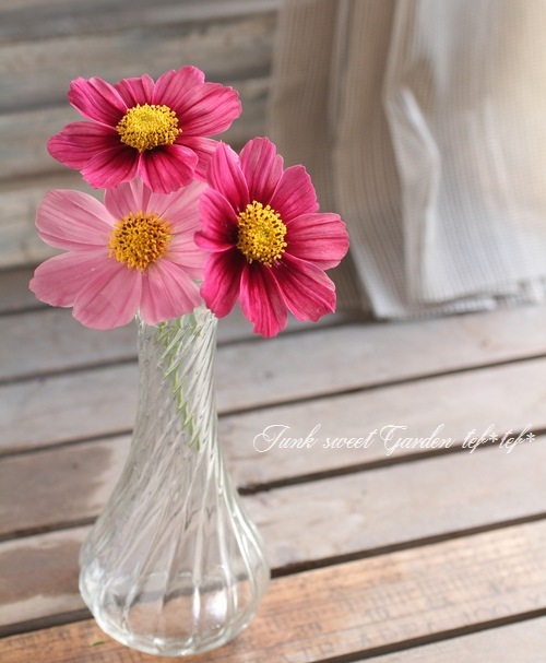 <i>Cosmos bipinnatus</i><BR><BR>⥹<BR>إƥ