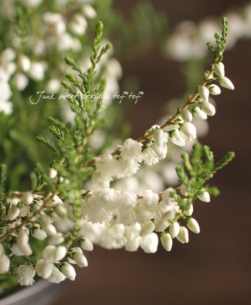 <i>Calluna vulgaris</i><BR><BR>Ȭź餭롼<BR>֥륬ꥹ<BR>MIXۥ磻ȡߥԥ󥯡