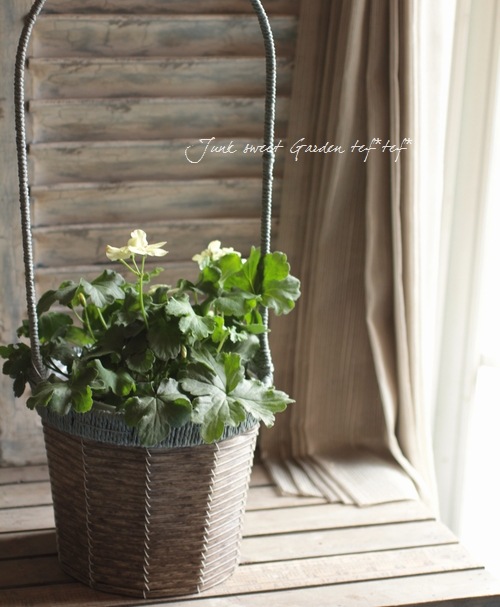 <i>Pelargonium</i><BR><BR>Ȭ�ź餭����˥���<BR>�إե������ȥ���������