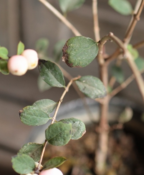 <i>Synphordarpos albus</i><BR><BR>�����ȥ�å���<BR>�إ���ե��ꡦ����ݥ���<BR>�ߥ륭���ԥ�