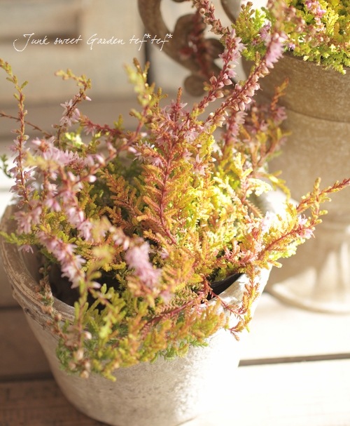 롼ʡ֥륬ꥹإ饤ߥԥ󥯲֡١No.E