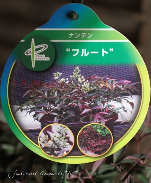 <i>Nandina domestica ��Flirt��</i><BR><BR>�ʥ�ƥ�<BR>�إե롼�ȡ�