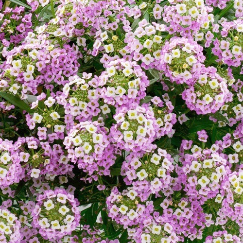 <i>Lobularia hybrid</i><BR><BR>���٥����ѡ�����å���<BR>�إХ����顼�ԥ󥯥��ȥ꡼���