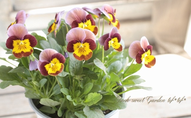 <i>Viola��wittrockiana </i><BR><BR>���󥸥��󥿤���Υץ�ߥ���ӥ��顪<BR>�ǥ����������إ����������ѡ��ץ��