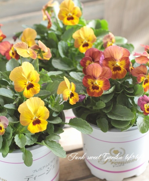 <i>Viola��wittrockiana </i><BR><BR>���󥸥��󥿤���Υץ�ߥ���ӥ��顪<BR>�ǥ����������إ��åѡ��ե�����ɡ�