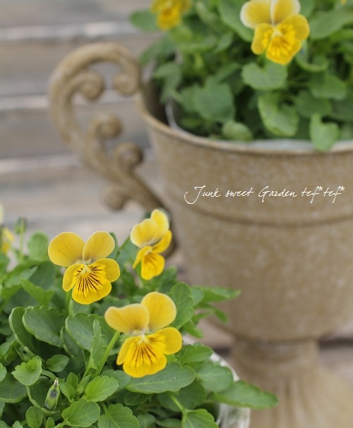 <i>Violawittrockiana </i><BR><BR>ӥ<BR>ߥ˥إϡȥ