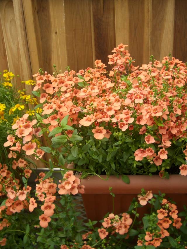 <i>Diascia barberae</i><BR><BR> ¿ǯ�𡦥ǥ���������<BR>�ߥ饯�륷�꡼�� �إԡ�����