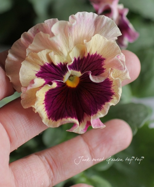 <i>Viola��wittrockiana </i><BR><BR>�ե��ѥ󥸡�<BR>�ե���<BR>�إȥꥫ�顼��������