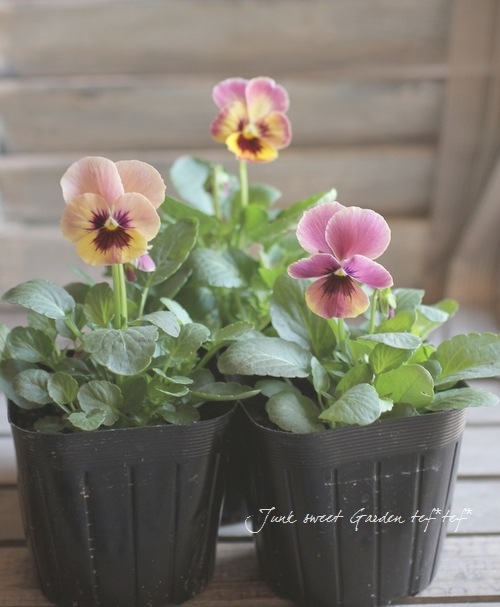 i>Viola×wittrockiana </i><BR><BR>小輪パンジー<BR>『パンドラ