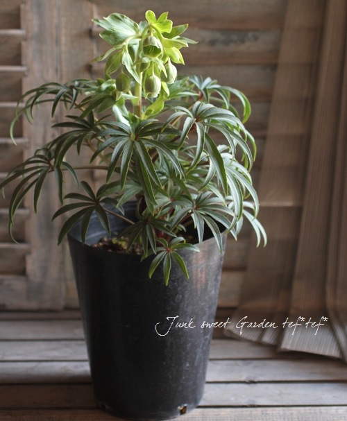 原種系クリスマスローズ 『フェチダス』 | すべての商品 | | Junk