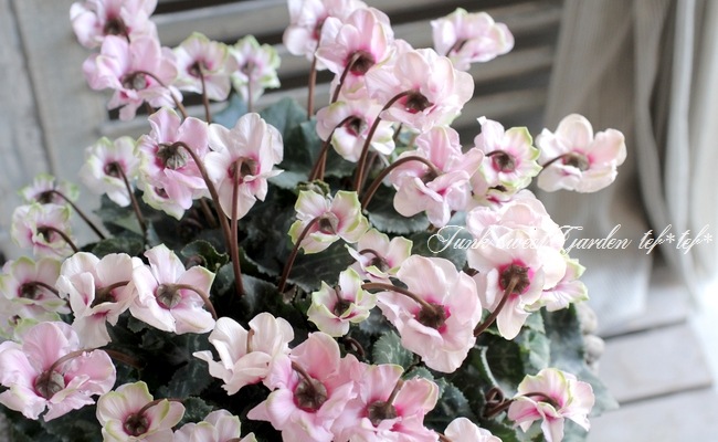 <i>Cyclamen persicum Mill</i><BR><BR>Ȭ�ź餭��������<BR>�褬���꡼��<BR>�إ��꡼��ƥ������