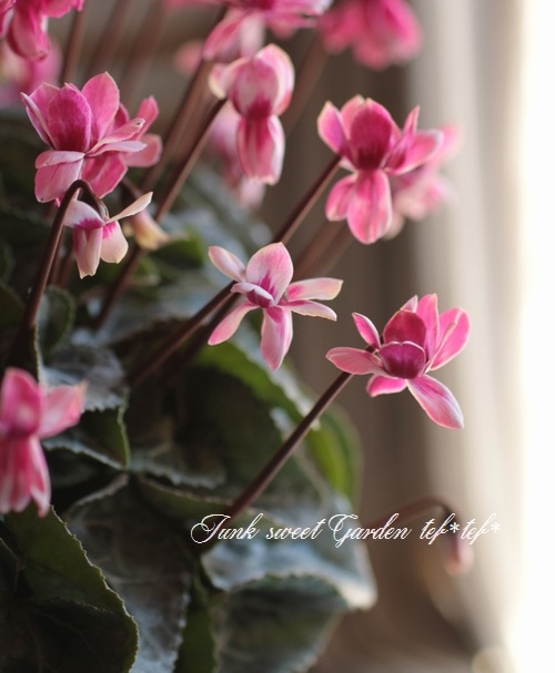 七宝額　シクラメン 園芸ネット本店｜シクラメン：ブルー八重咲き4号鉢 の通販【公式】