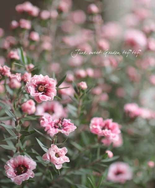 <i>Leptospermum scoparium</i><BR><BR>˶в<BR>Ȭź餭奦Х