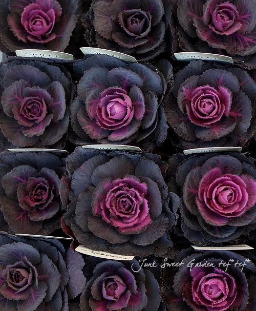 <i>Brassica</i><BR><BR>�������å׺餭�ղ�ð��<BR>�֥�å��륷����إ٥륵�����