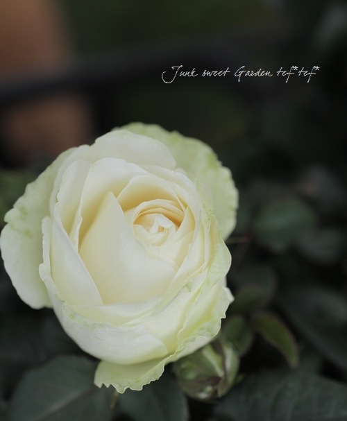 i>Rosa.Min</i><BR><BR>アイアンバスケット仕立て・開花期が長い！<BR