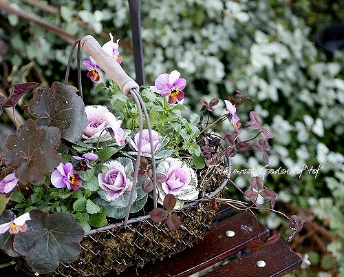 けいちゃん　ミニ葉牡丹の寄せ植え 10号鉢 ミニ葉牡丹の寄せ植え | CAINZ DIY Square