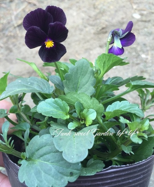 <i>Viola��wittrockiana </i><BR><BR>���ӥ���<BR>�إߥåɥʥ��ȥ��ʡ���