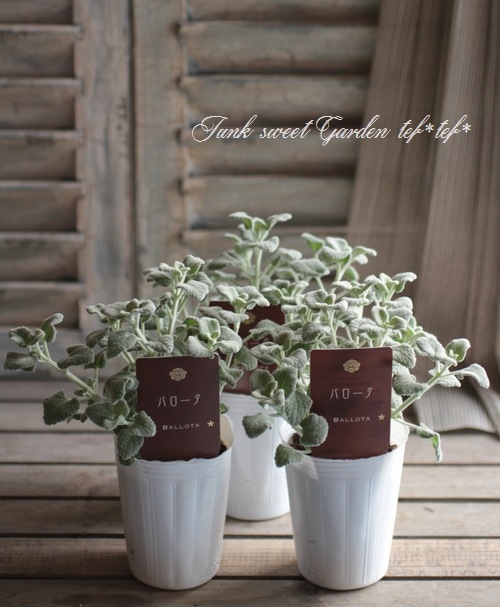 シルバーりーふ 特集 シルバーリーフ（Silver Leaf） | かぎけん花図鑑